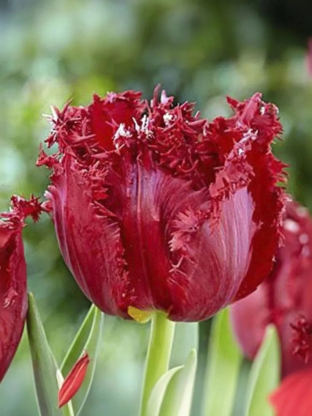 Тюльпан Бахромчатый Версачи