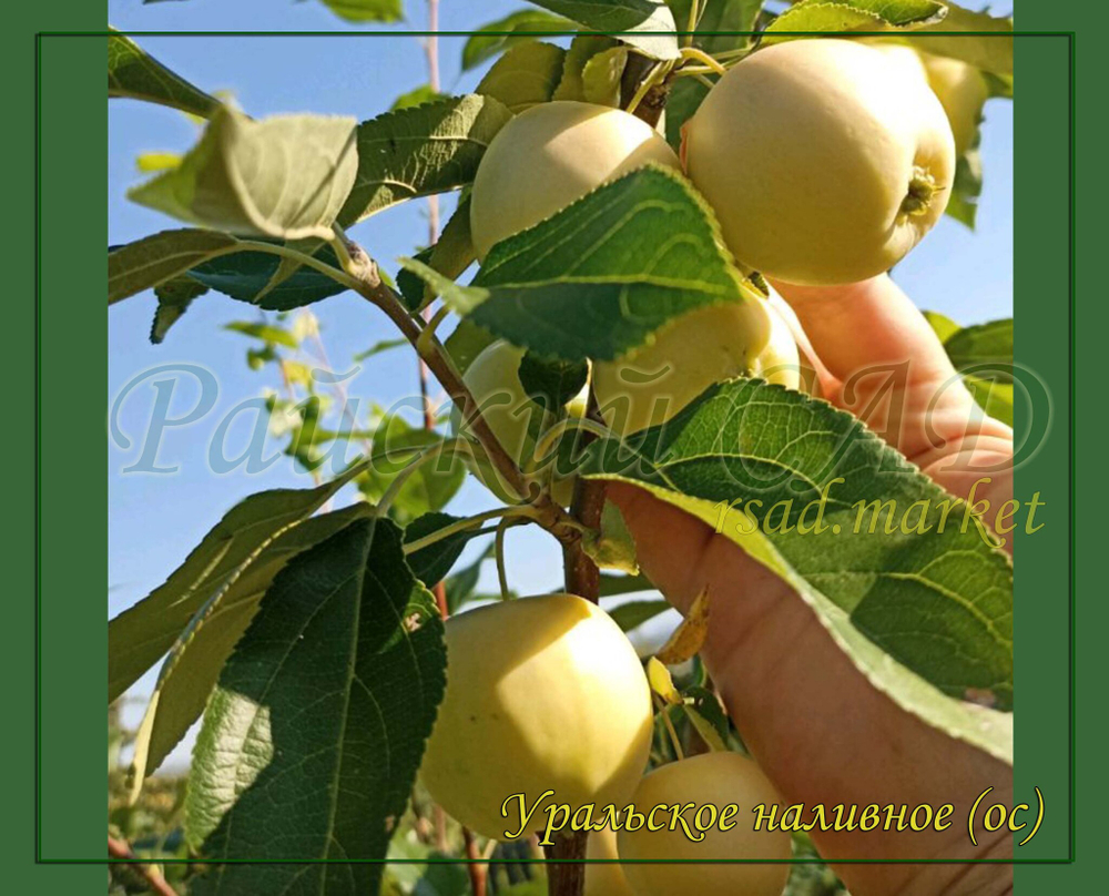 Яблоня Уральское наливное