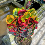 Кротон HUA JAI SEDTHEE