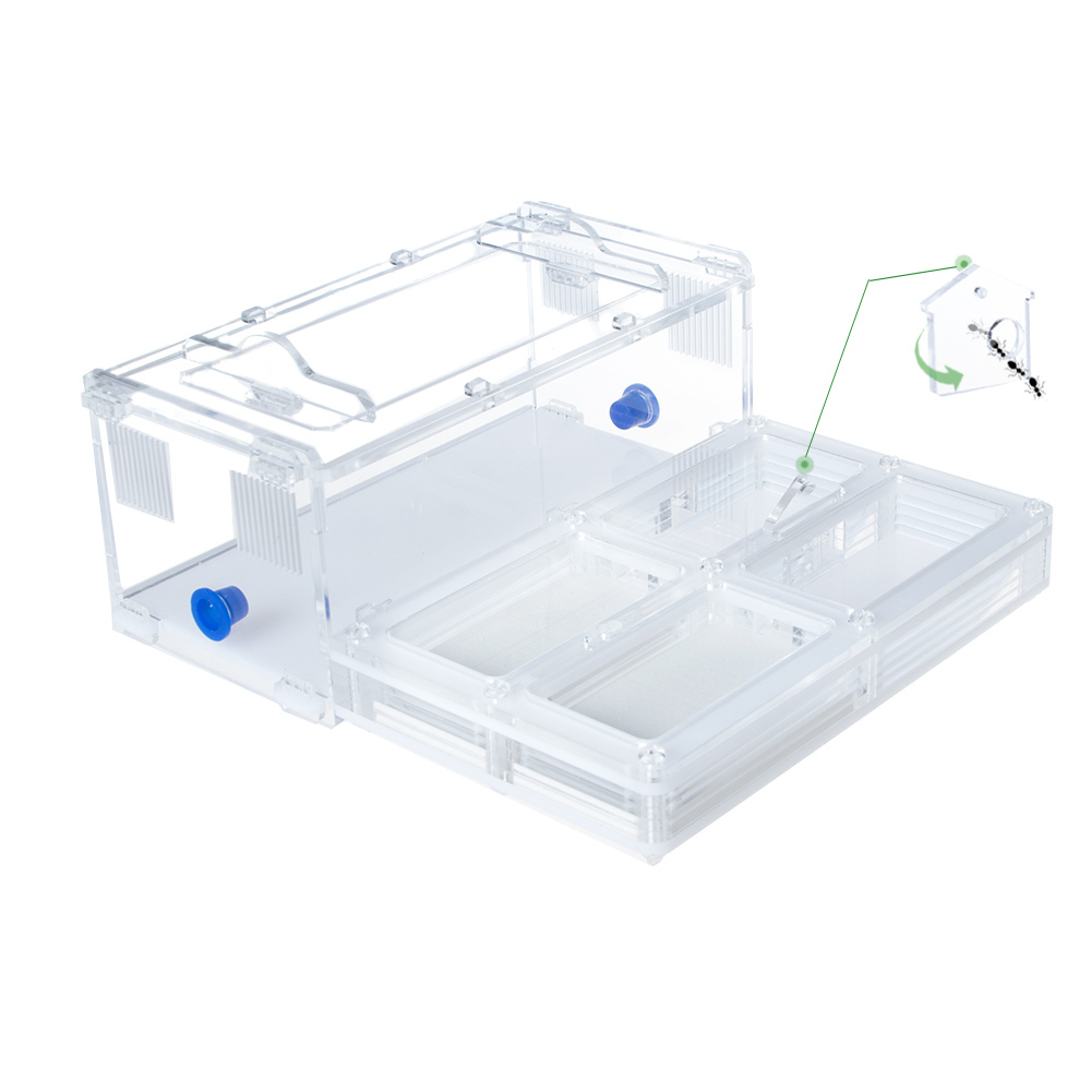 муравьиная ферма Direct