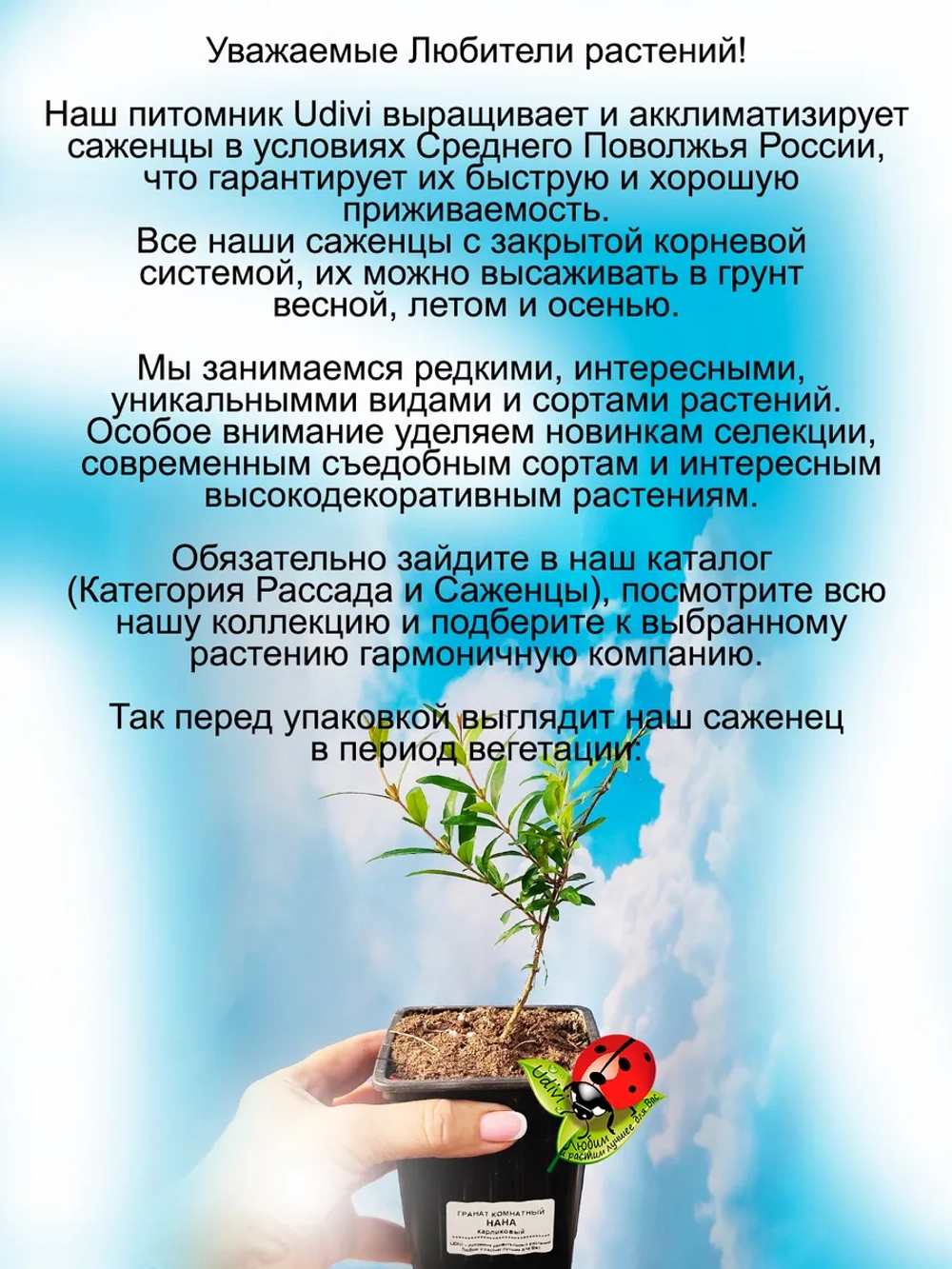 Гранат Нана комнатный миниатюрный