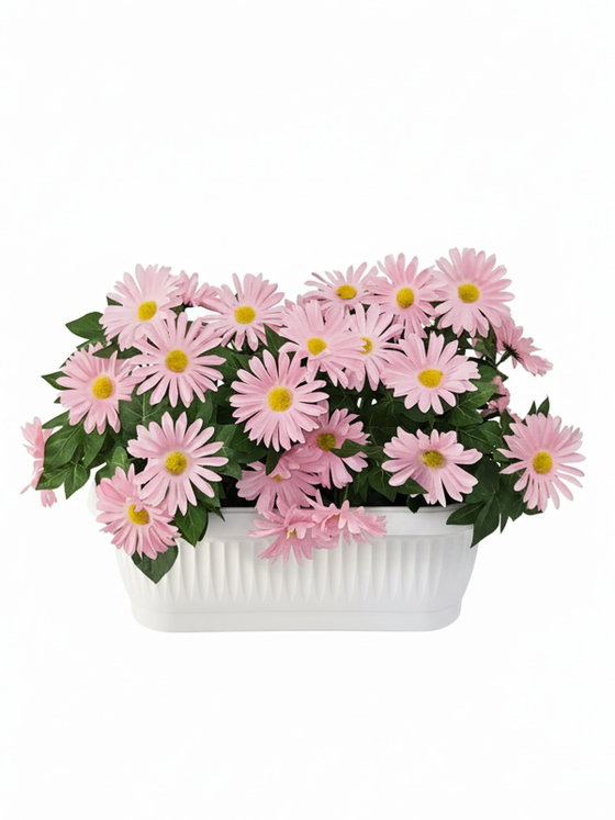 Хризантема розовая в балконном ящике