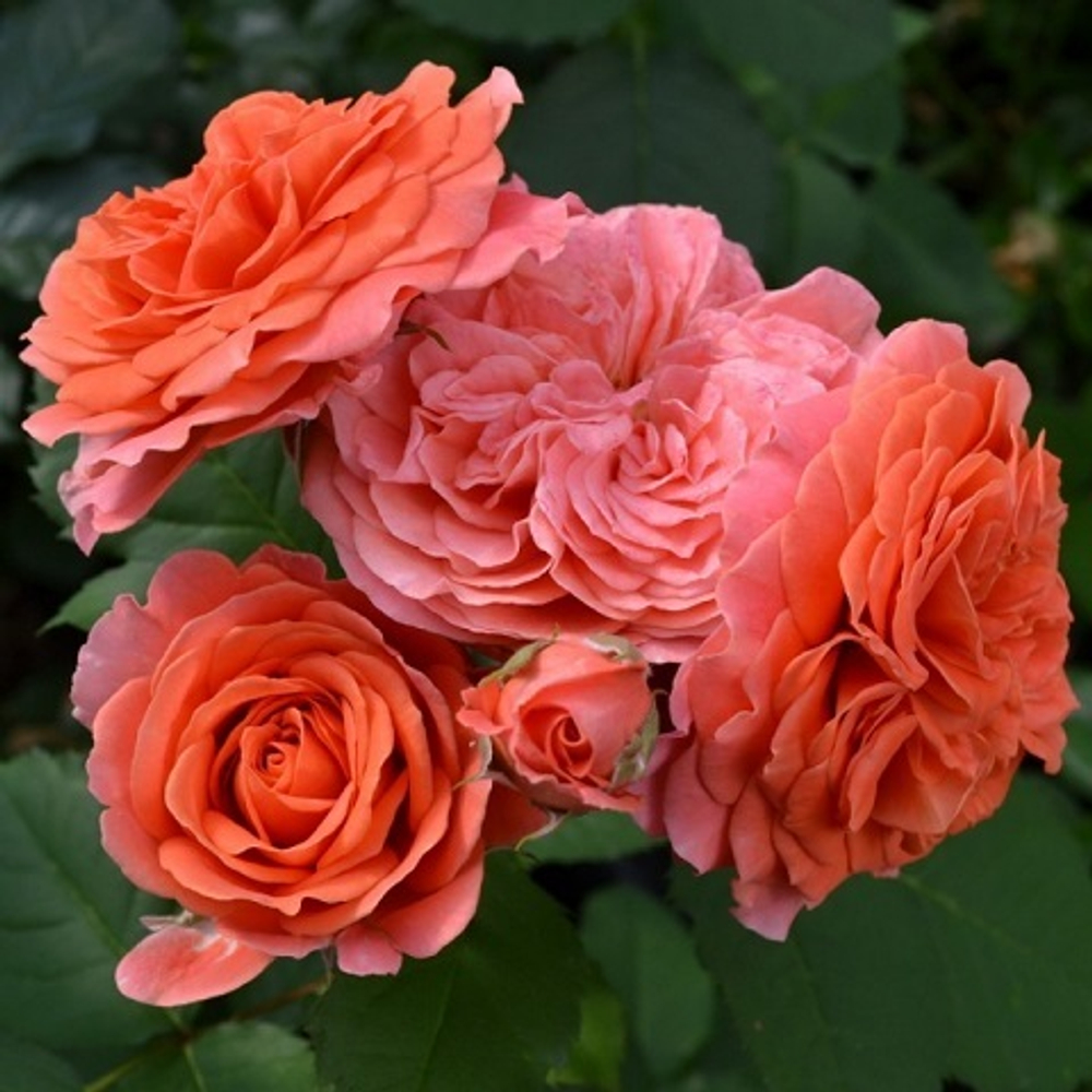 Роза английская Emilien Guillot