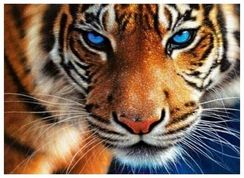 Aлмазная мозаика Голубоглазый тигр
