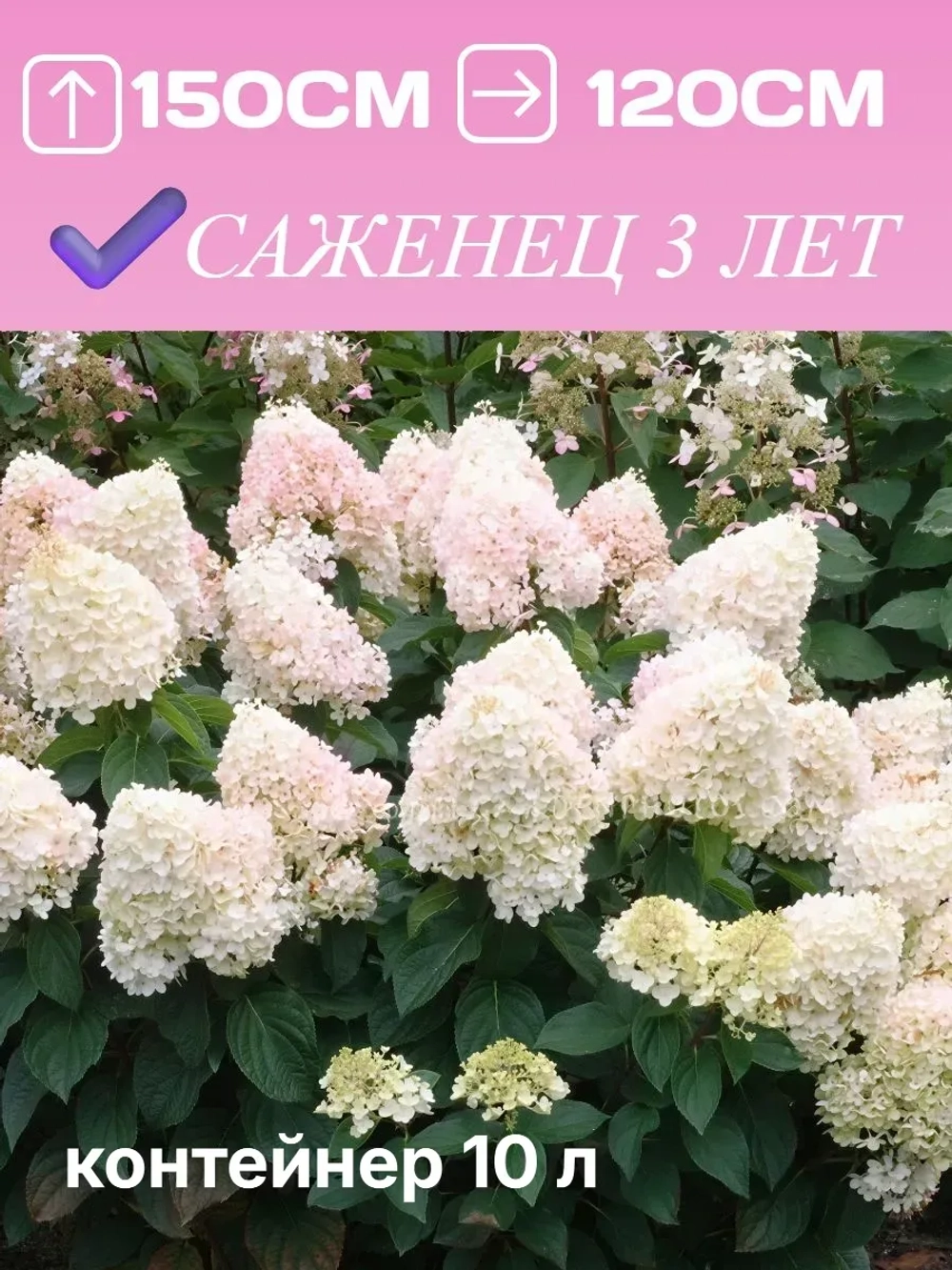 Меджикал Свит Саммер гортензия метельчатая
