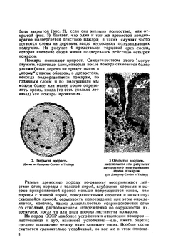 Лесные пожары и борьба с ними | И.С. Мелехов