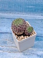 Sulcorebutia rauschii (Сулькоребуция)