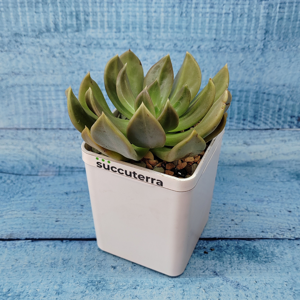 Echeveria Nichi (Эхеверия)