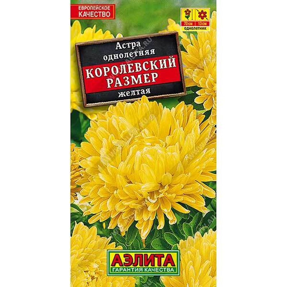 Астра Королевский размер желтая Аэлита Ц