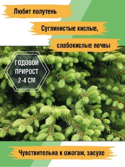 Саженец Ель канадская Эхиниформис
