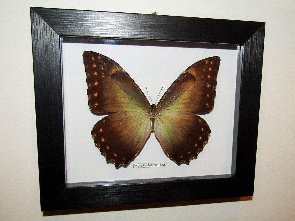 Бабочка Morpho telemachus в рамке