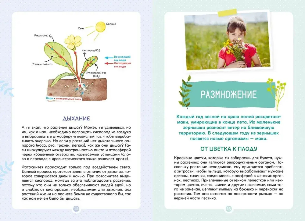 Растения вокруг нас