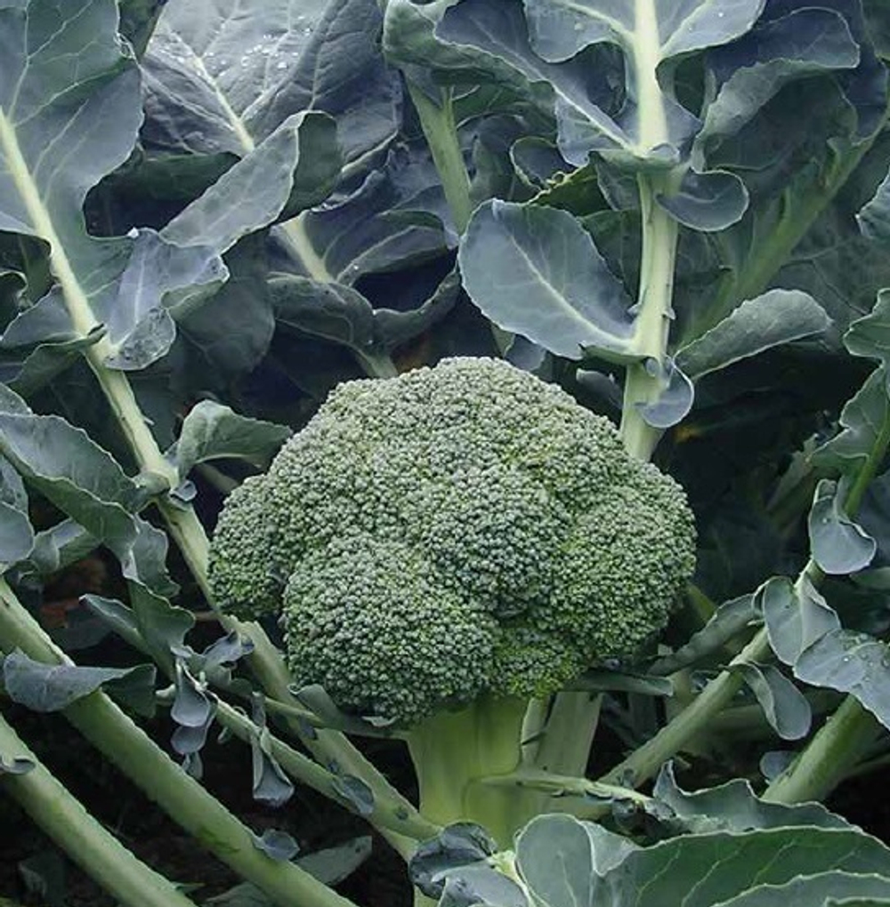 Айронмен F1 семена капусты брокколи (Seminis / Семинис)