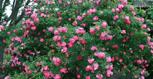 Роза канадская Уильям Баффин С4 Закупка М43 июнь 2026