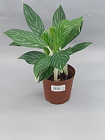 Аглаонема Страйп 12/28
