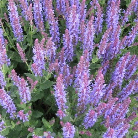 Шалфей дубравный "Blauhügel". Salvia nemorosa "Blauhügel".