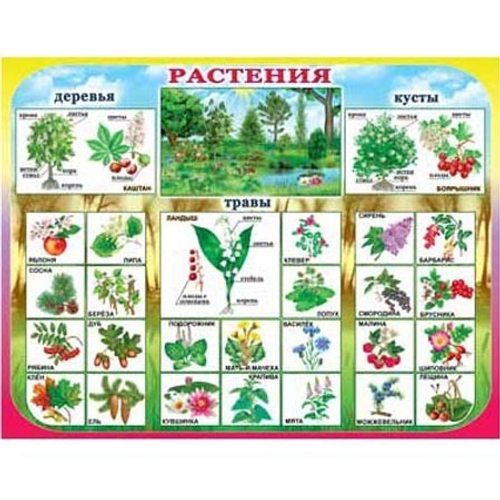 Плакат " Растения " 46071