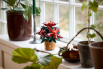Конструктор Лего айконс Пуансеттия 10370 | LEGO Icons Poinsettia 10370 декоративная ботаническая модель 608 деталей 18+