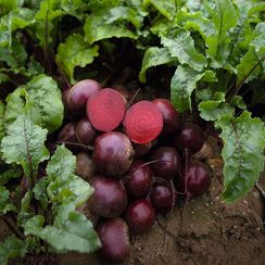 ЭКШЕН F1 семена свеклы (Bejo | Alexagro)