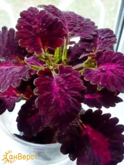 Семена колеуса Чёрный дракон. Яркие бархатистые листья