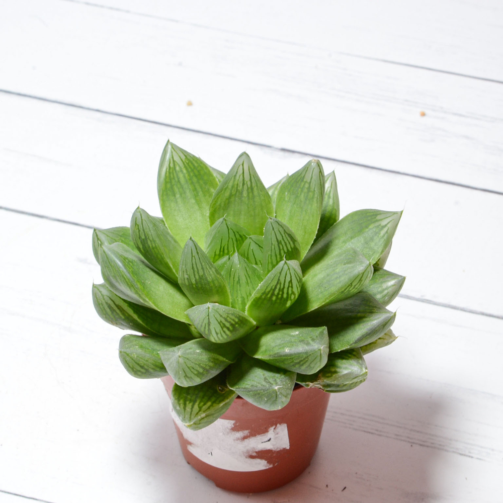 Haworthia Cymbiformis (Хавортия Ладьевидная)