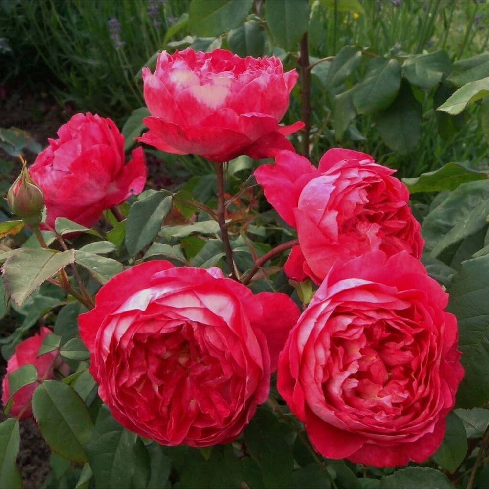 Бенджамин Бриттен (Benjamin Britten)