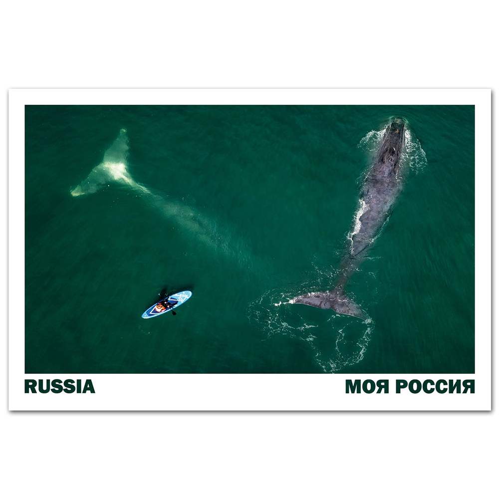Человек на сапе и киты. Шантарское море
