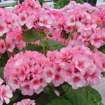 Пеларгония зональная Апаче F1 стар 7шт.