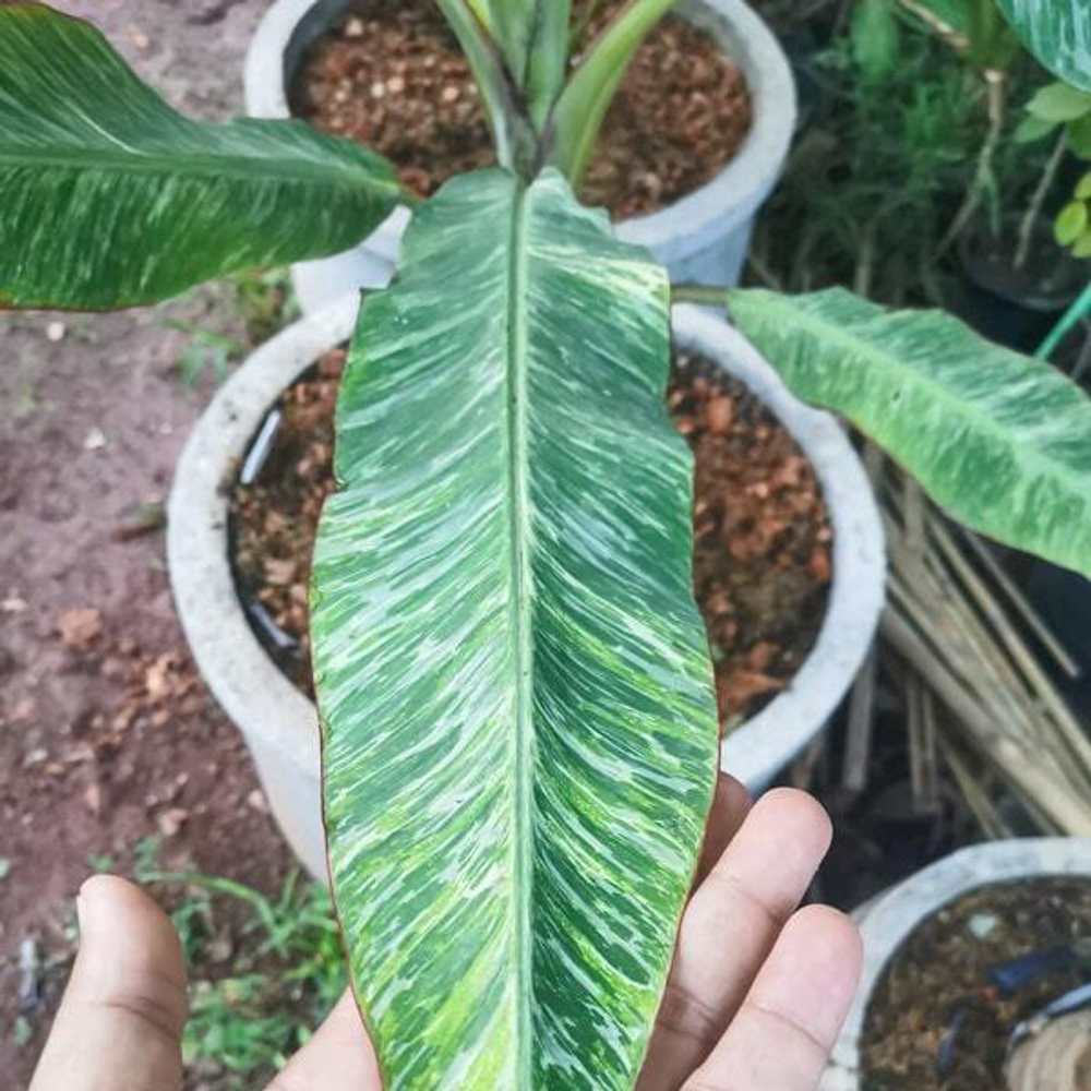 Банан вариегатный MARBLE FOREST