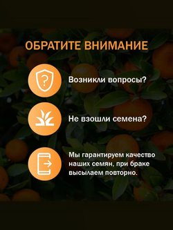 Мандариновое дерево, Мини-мандарин, каламондин ( семена 5 шт х 1 упаковка )