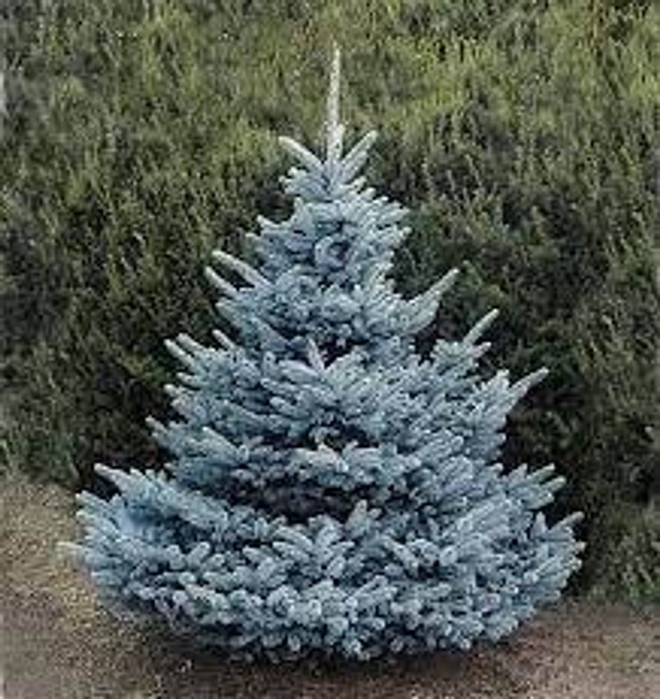 Ель голубая колючая (Picea pungens Super Blue Seedling С3)