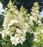Гортензия метельчатая Киушу С2 20-25