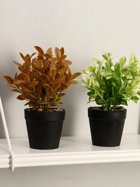 Бонсай &quot;Руэллия&quot; 9*20 см    микс