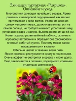 Эхинацея "Пурпур" пурпурная