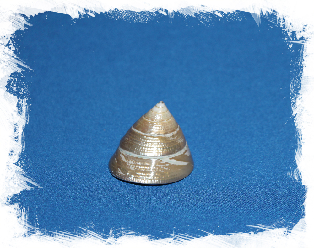 Трохус Макулатус Перламутровый, 3-5см, 1шт