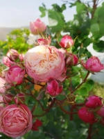 Роза спрей Викториан Классик