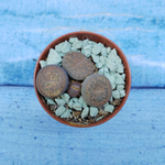 Lithops sp. (Литопсы)