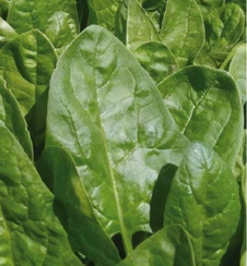 КЛИППЕР F1 семена шпината (Sakata | Alexagro)