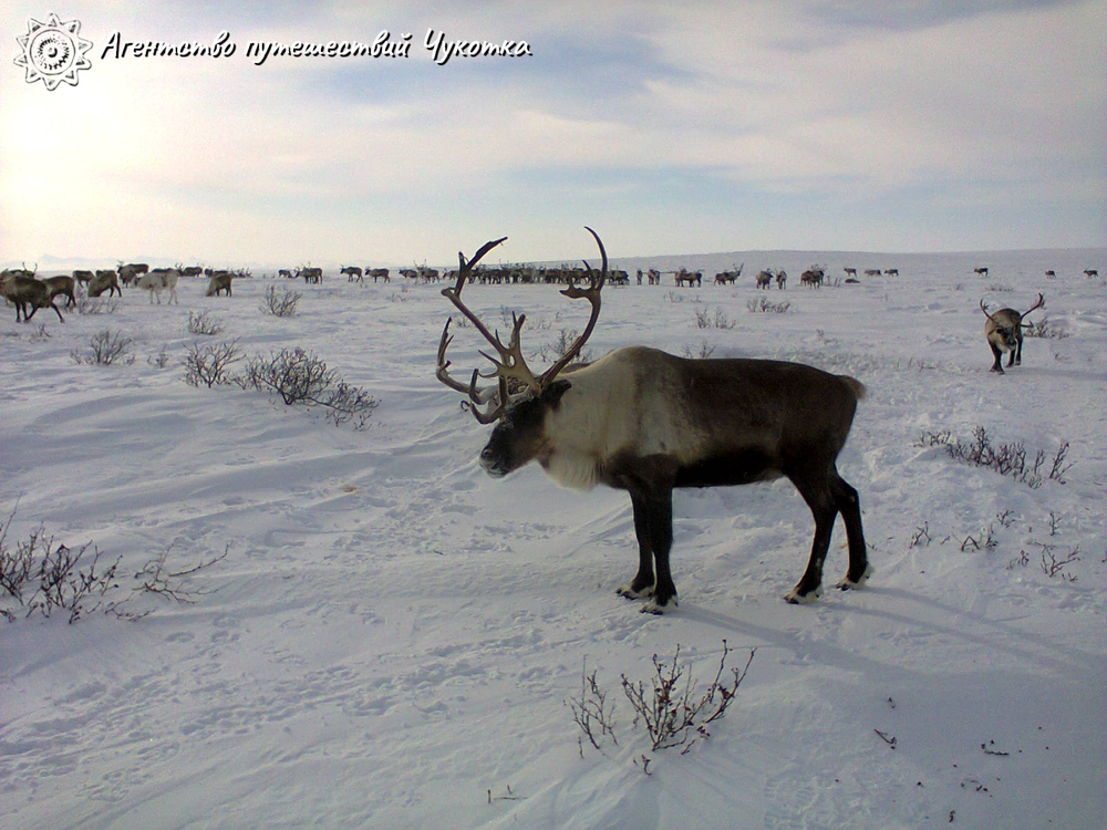 Озеро Майниц - жемчужина Чукотки (март-апрель)
