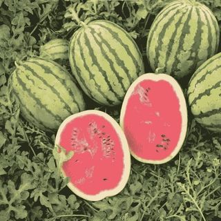 Арбуз Бедуин F1  10 (семян)