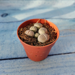 Lithops sp. (Литопсы)