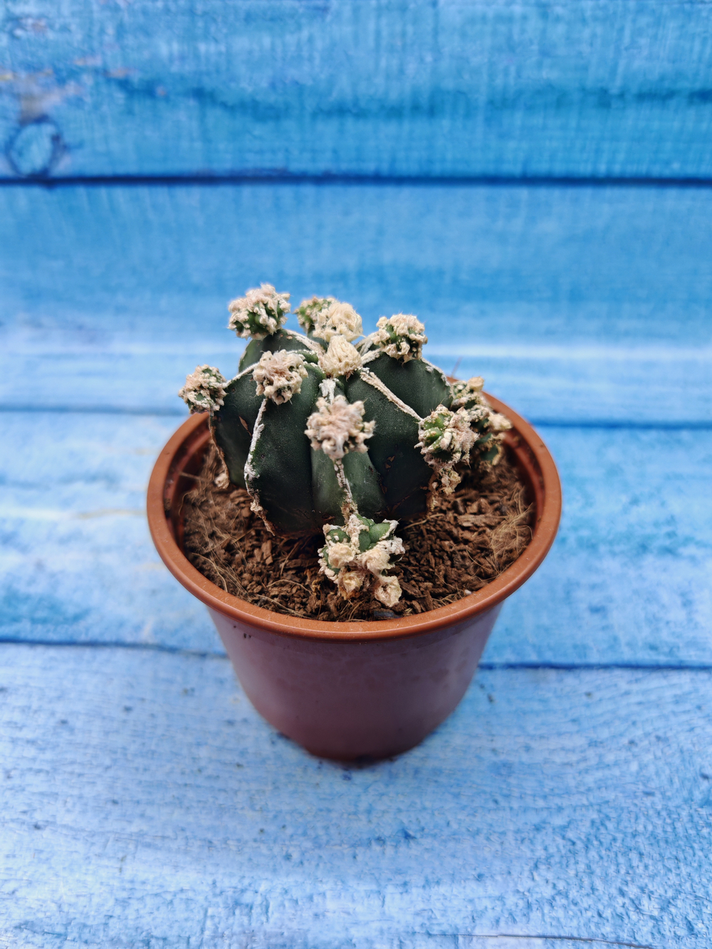 Astrophytum Myriostigma "Hakujo Fukuryu" (Астрофитум)