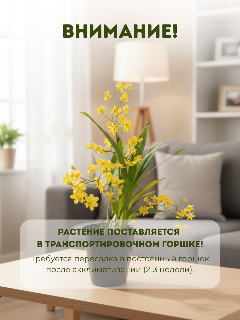 Онцидиум микс д.9