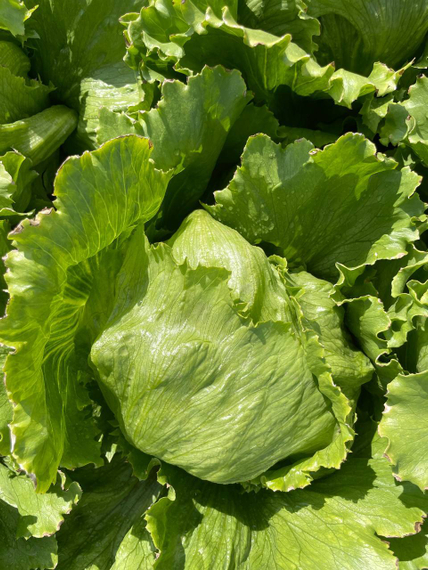 Изанас семена салата айсберг Rijk Zwaan-Райк Цваан описание – фото 10