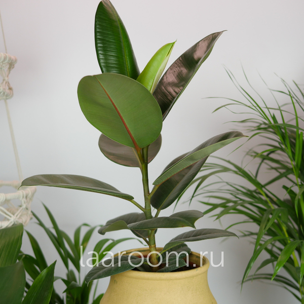 Фикус Эластика Робуста 17/50