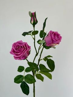 Роза