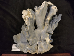 Коралл Голубой 180-270мм