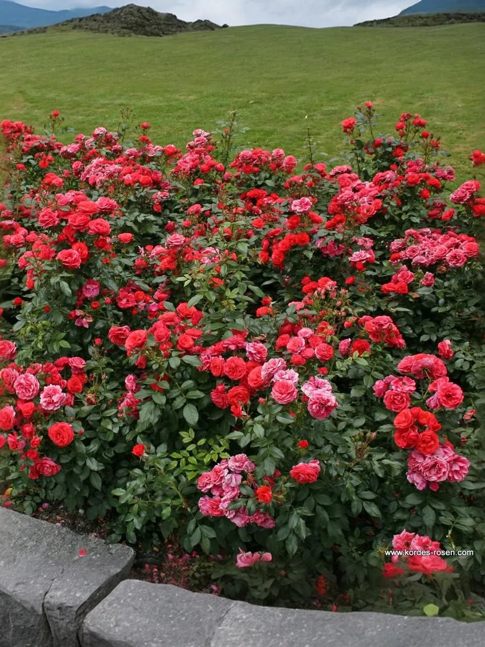 Роза флорибунда Черри Гёрл