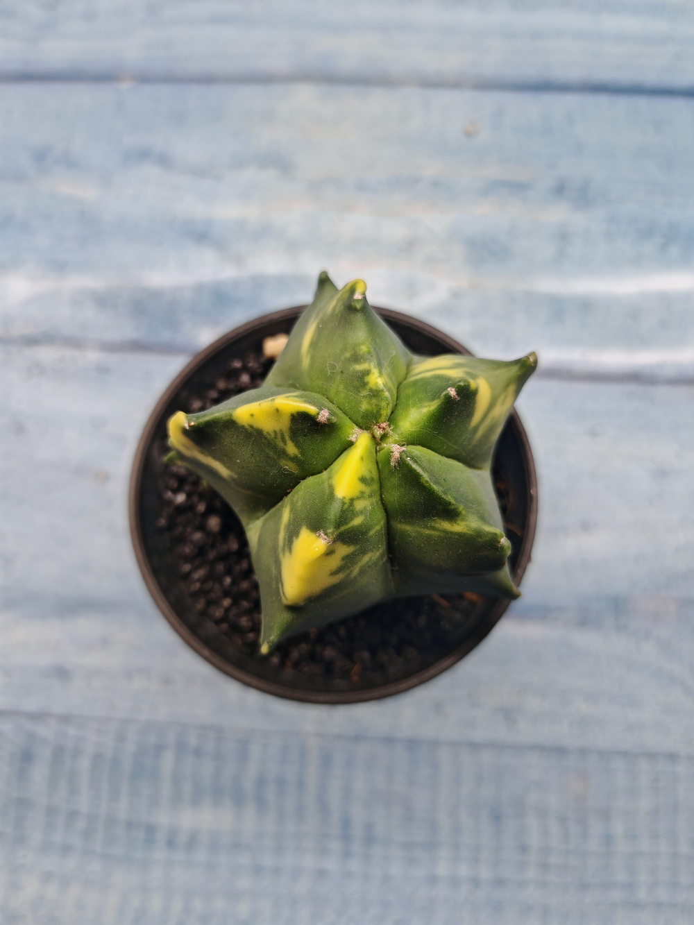 Astrophytum Myriostigma variagate (Астрофитум вариегатный)