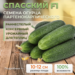 СПАССКИЙ F1 семена огурца (Enza Zaden | Alexagro)